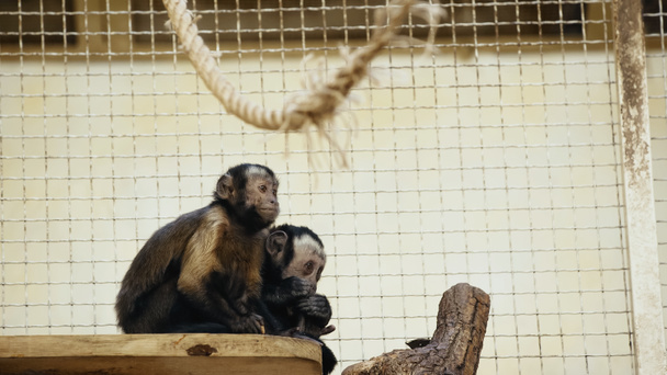 furry chimpanzee sitting in cage and eating bread  - Foto, Imagem