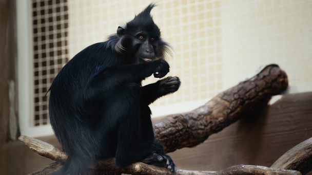 black monkey sitting on wooden branch in cage - Fotoğraf, Görsel