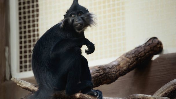 black monkey sitting on wooden branch in zoo - Foto, Imagem