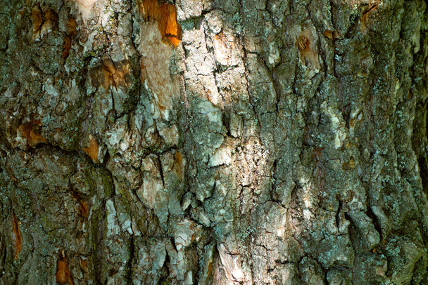 Embossed texture of the bark of oak with green moss. Panoramic photo of the oak texture. - Photo, image