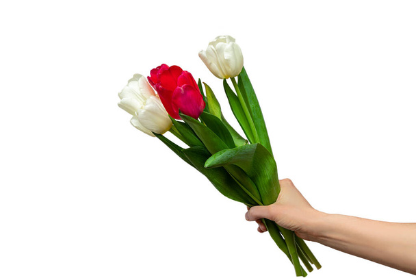 female hand holding a bouquet of beautiful red and white tulips isolated on a white background - Photo, Image