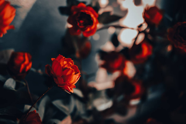 太陽の光で赤いバラの花。ヴィンテージスタイル。バレンタインデーのコンセプト. - 写真・画像