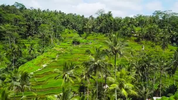 Tegalalang Rice Terrace v Ubud, Bali, Indonésie. - Záběry, video