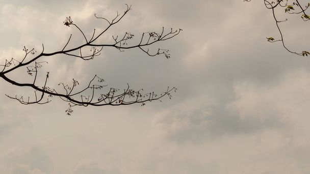 Flou et mouvement des branches avec un fond nuageux blanc et des montagnes blanches brumeuses du matin. - Photo, image