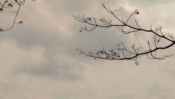 Flou et mouvement des branches avec un fond nuageux blanc et des montagnes blanches brumeuses du matin. - Photo, image