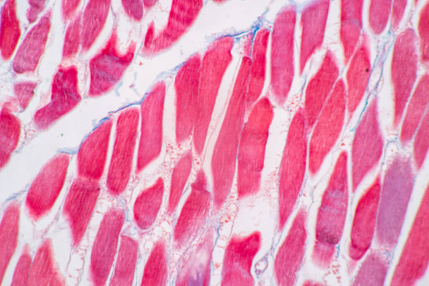 Charakterystyka anatomii i próbki histologicznej Mięsień prążkowany (szkieletowy) tkanki ssaków pod mikroskopem. - Zdjęcie, obraz