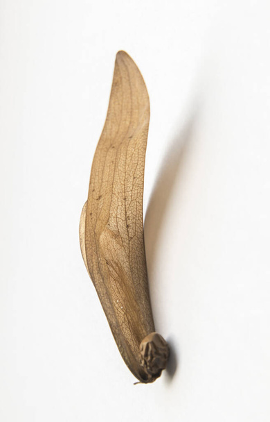 Barna, száraz mezei futófelület elmosódása fehér alapon. Van egy kerek barna mag, kreatív természet Dipterocarpus alatus - Fotó, kép