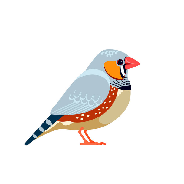 Zebra finch is the most common estrildid finch. Australian Bird Cartoon flat style beautiful character of ornithology, vector illustration isolated on white - Vector, Image