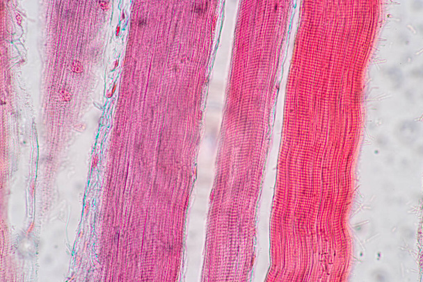 Characteristics of anatomy and Histological sample Striated (Skeletal) muscle of mammal Tissue under the microscope. - Photo, Image