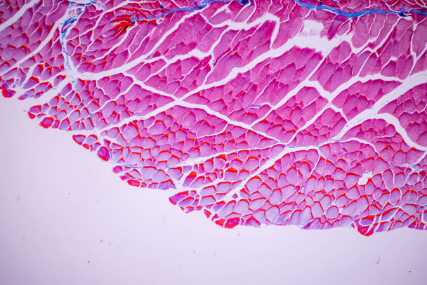 Merkmale der Anatomie und der histologischen Probe Gestreifter (Skelett-) Muskel von Säugetiergewebe unter dem Mikroskop. - Foto, Bild