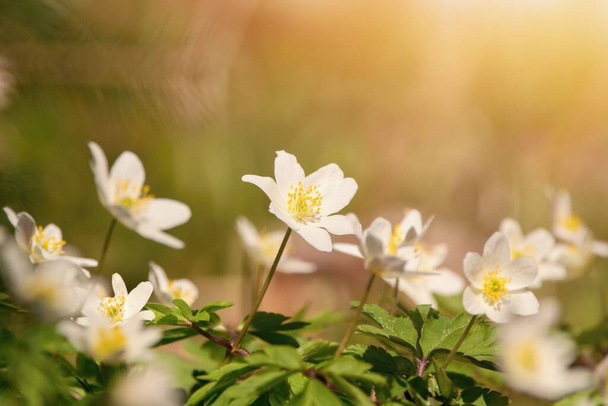 Flores da primavera na floresta, Anêmona selvagem (Anemone nemorosa) - Foto, Imagem