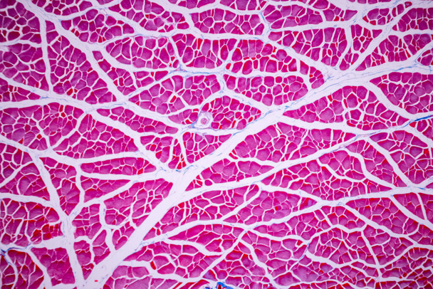 解剖学的特徴と組織学的サンプル顕微鏡下での哺乳類組織の縞状(骨格)筋. - 写真・画像
