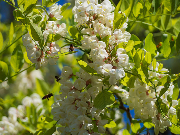 Ramas florecientes de acacia con flores blancas y abejas melíferas recolectando néctar. Fondo de primavera floral. - Foto, Imagen