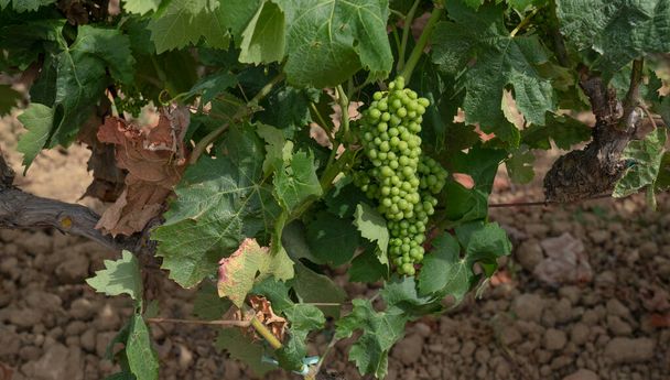vinhas de Carignano e Cannonau vinho, Santadi, sul da Sardenha - Foto, Imagem