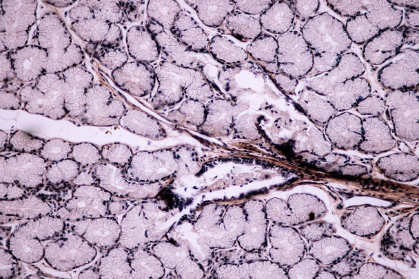 Merkmale der Anatomie und der histologischen Probe Gestreifter (Skelett-) Muskel von Säugetiergewebe unter dem Mikroskop. - Foto, Bild