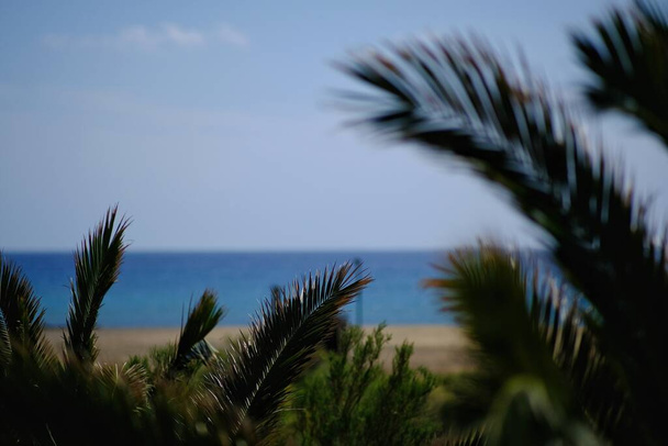 Вид на пальми перед відомим пляжем мілопотас у сірих іоських цикладах. - Фото, зображення