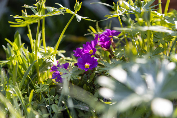 muchas prímulas hermosas que crecen en el jardín en el sol de primavera - Foto, Imagen