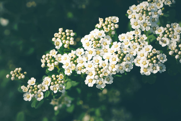 Thunberg spiraea witte bloemen op een donkergroene achtergrond. Natuur achtergrond, selectieve focus. - Foto, afbeelding