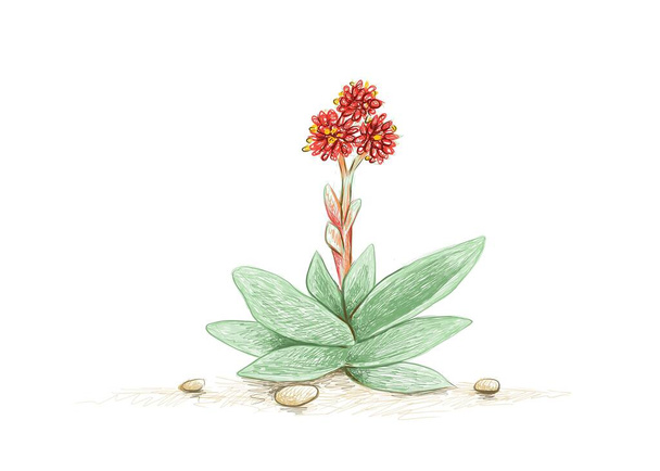 Ilustração Desenho desenhado à mão de Crassula Falcata ou planta hélice com flores vermelhas. Umas plantas suculentas para decoração de jardim - Vetor, Imagem