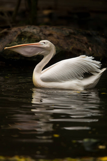 white pelican eating a fish in water - Photo, image
