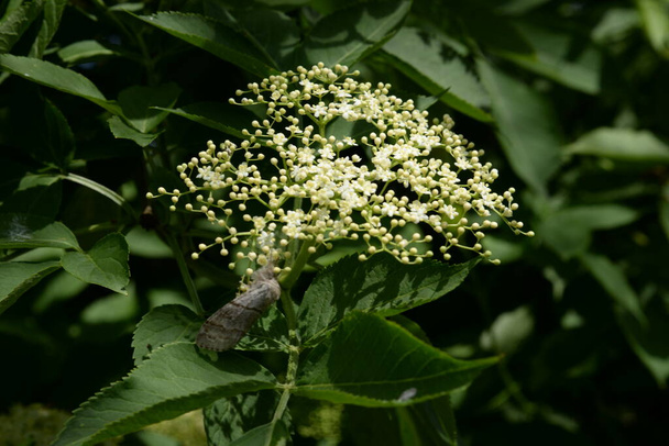 Černé bezinky (Latin Sambcus ngra) - listnatý keř, druh rodu Elder (Sambucus) čeledi Adoxaceae - Fotografie, Obrázek