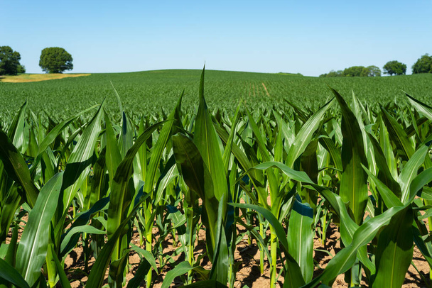 Żywe zielone pole kukurydzy na środkowym zachodzie z genialnym błękitnym niebem nad. - Zdjęcie, obraz