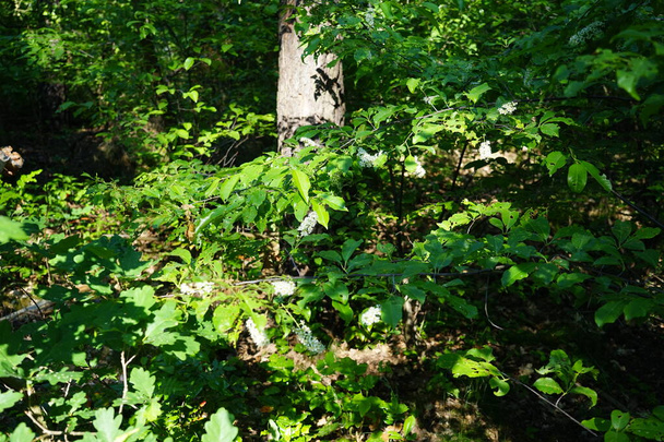 Ανθισμένες κερασιές πουλιών στο δάσος στις αρχές Ιουνίου. Το Prunus padus, bird cherry, hackberry, hagberry ή Mayday tree, είναι ανθοφόρο φυτό της οικογένειας των τριαντάφυλλων Rosaceae. Βερολίνο, Γερμανία  - Φωτογραφία, εικόνα