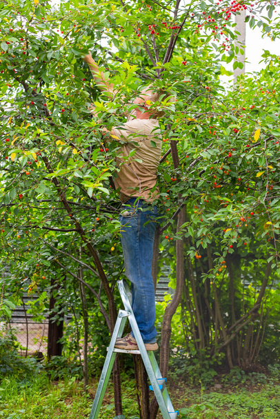 A man in the garden stands on a folding ladder and picks ripe cherries from a tree. - Foto, Imagem