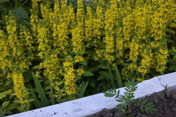 Μακρο φωτογραφία φύση κίτρινο Lysimachia vulgaris λουλούδι. Υφή φόντο φυτό χρυσό κίτρινο λουλούδι χαλαρά. - Φωτογραφία, εικόνα