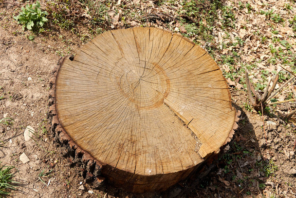 boomstronk met jaarlijkse ringen en scheuren - Foto, afbeelding