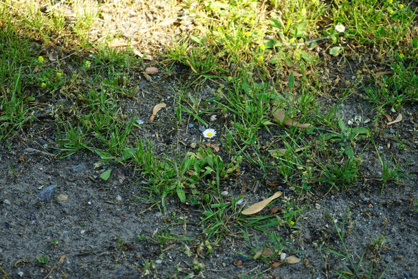 Kwitnący trawnik z Bellis Perennis w czerwcu. Bellis perennis, stokrotka, jest wspólnym europejskim gatunkiem z rodziny astrowatych. Berlin, Niemcy - Zdjęcie, obraz