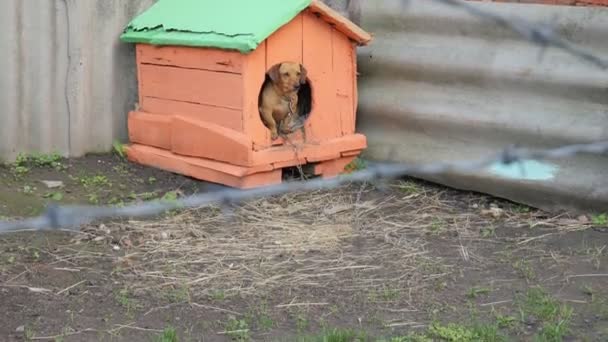 Kutya a fülkében. Vörös hajú kiskutya egy fülkében, szögesdrót mögötti láncon. Állati jogok megsértése. 4K - Felvétel, videó