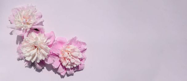 Rózsaszín bazsarózsa virágok rózsaszín háttér másolási hely. Anyák napja, március 8., Nők napja. Esküvői koncepció. Tavaszi virág háttér. - Fotó, kép