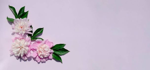 Fiori di peonia rosa su sfondo rosa con spazio copia. Festa della Mamma, 8 marzo, Festa della Donna. Il concetto di matrimonio. Primavera fiore sfondo. - Foto, immagini