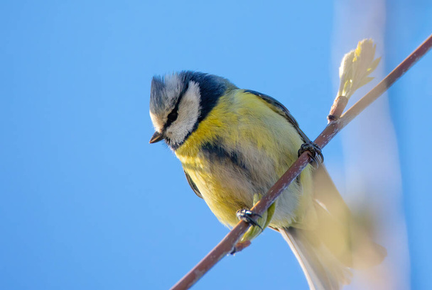 Cute eurasian blue tit sitting on the ground, the best photo. - Foto, Imagen