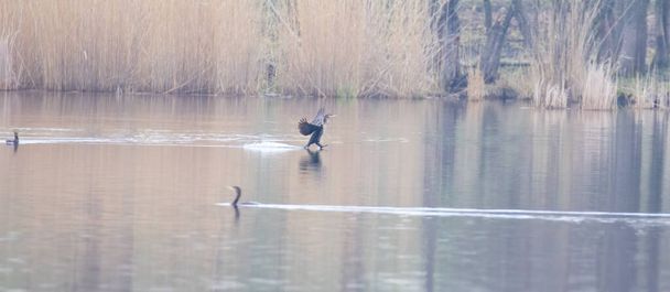La vida silvestre y la naturaleza como un cormorán Phalacrocorax carbo llega a la tierra en el agua, la mejor foto. - Foto, Imagen