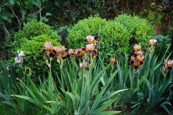 Iris barbata elatior 'Louvois' blooms in brown colors in the garden in June. Berlin, Germany  - Foto, Imagen