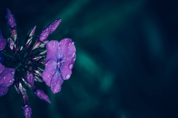 kaunis kukinta kierretty leimukukka kukkia lilja violetti väri kopioi tilaa - Valokuva, kuva