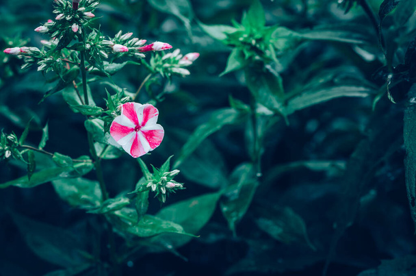 schöne einzelne blühende verdrehte Phlox-Blume in weißer und rosa Farbe Kopierraum - Foto, Bild