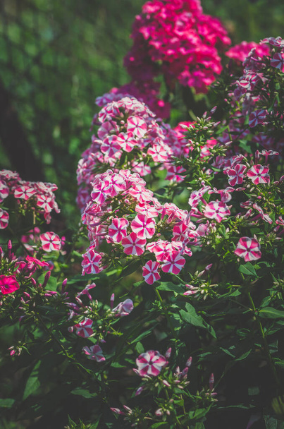 krásný kvetoucí zvrácený phlox květiny v bílé a růžové barvě - Fotografie, Obrázek