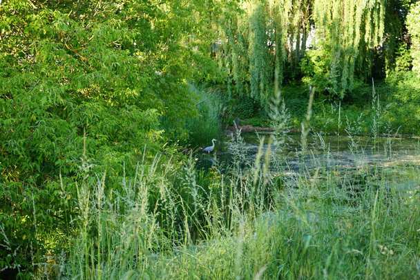Heron in the water of the Wuhle river in June. The grey heron, Ardea cinerea, is a long-legged predatory wading bird of the heron family, Ardeidae. Berlin, Germany  - Fotoğraf, Görsel