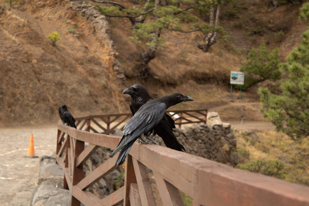 Vue rapprochée de deux corbeaux des îles Canaries - Photo, image