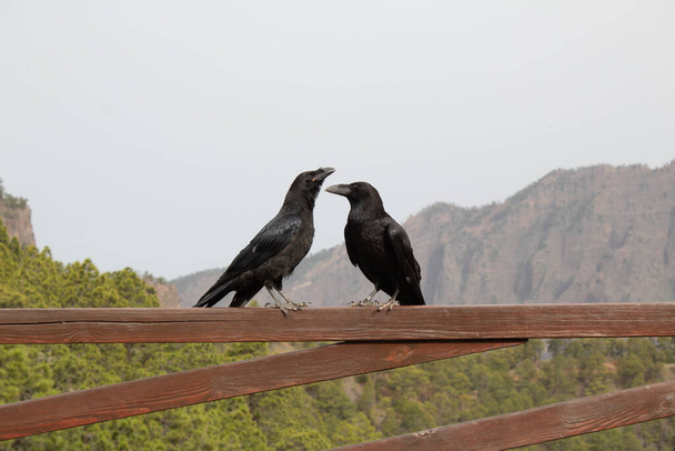 Closeup view of two crows from the Canary Islands - Photo, Image