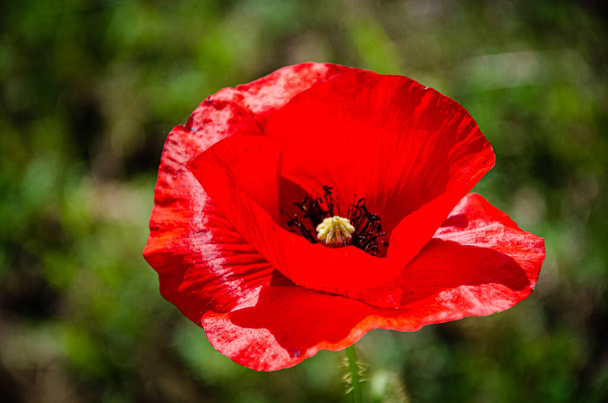 Virágzó vörös, gyönyörű mák a mezőn a kertben. - Fotó, kép