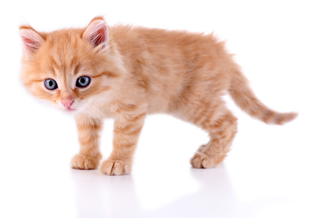 Cute little red kitten isolated on white - Photo, Image