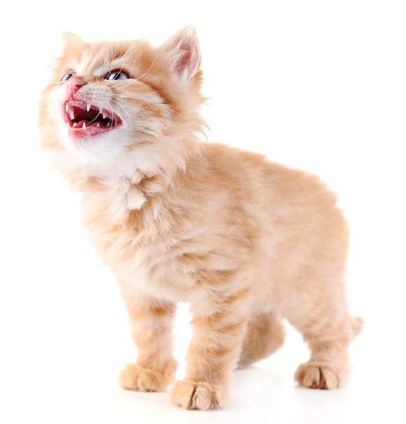 Cute little red kitten isolated on white - Fotó, kép
