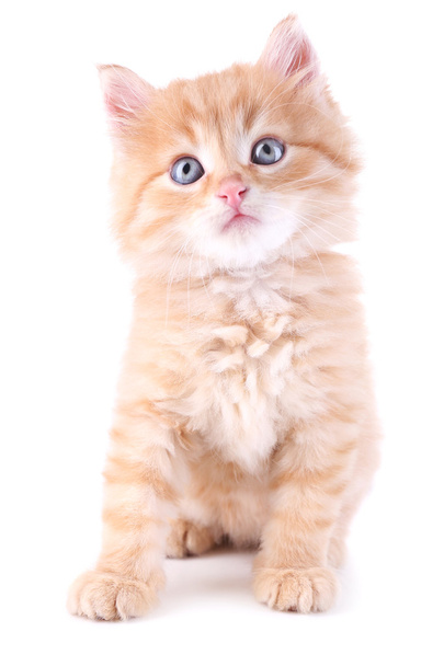 Cute little red kitten isolated on white - Foto, Bild