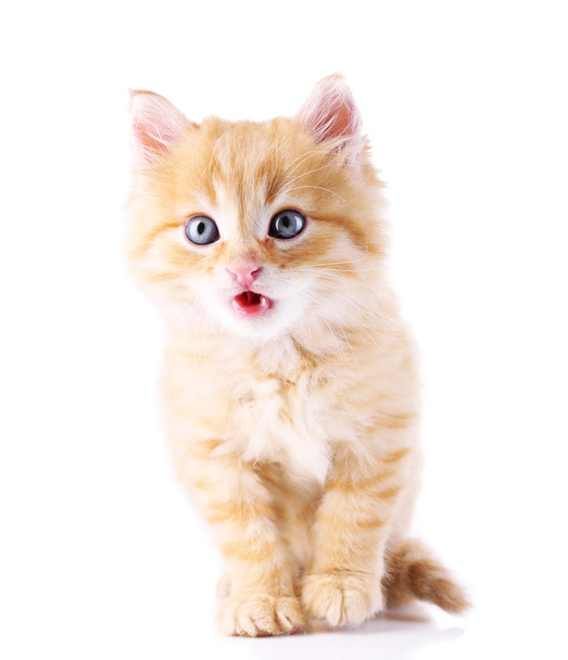 Cute little red kitten isolated on white - Zdjęcie, obraz