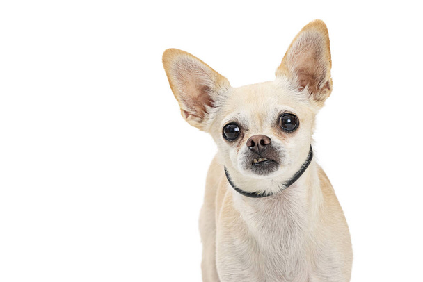 Closeup de cão Chihuahua branco bonito olhando para a câmera - Foto, Imagem