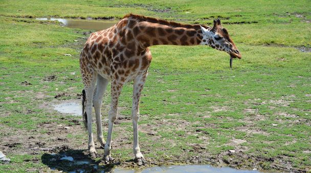 The giraffe (Giraffa camelopardalis) is an African even-toed ungulate mammal, the tallest of all extant land-living animal species, and the largest ruminant. - Photo, Image